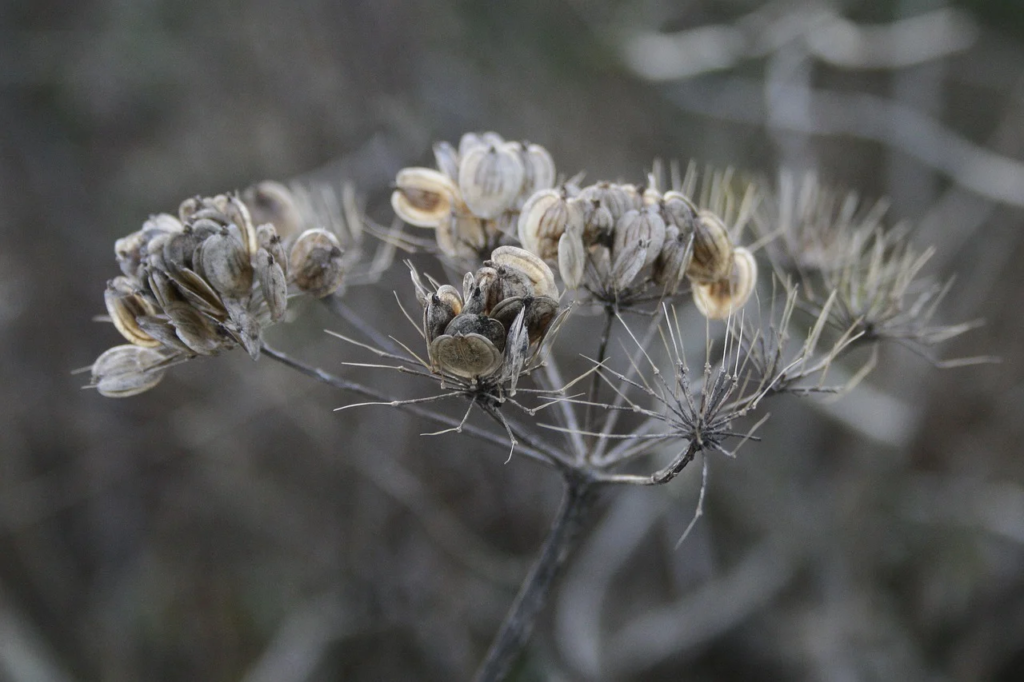 33 Powerful Bible Verses About Seeds: Planting Faith and Growth