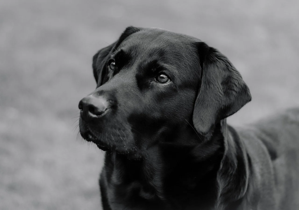 Bible Verses on Dogs Going to Heaven