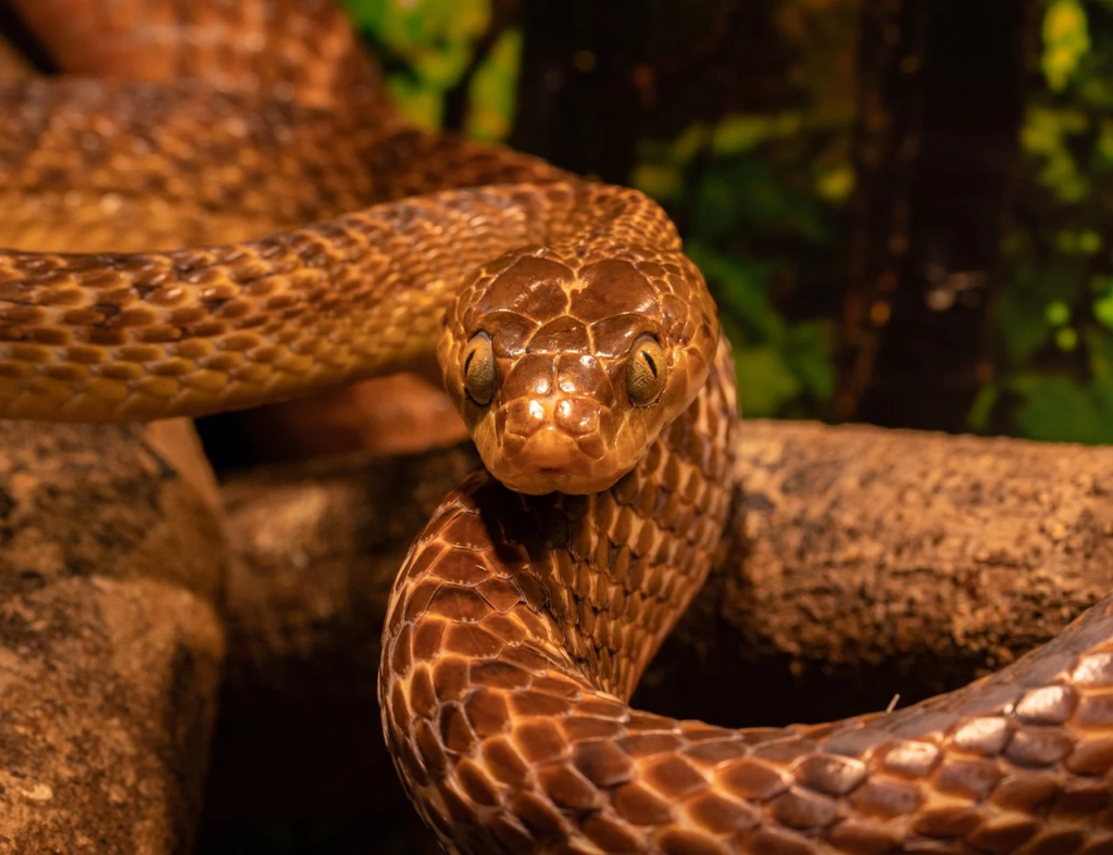 33 Bible Verses against Snakes in Dreams